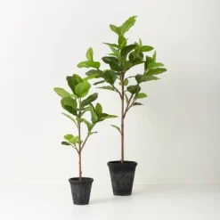 39" Faux Audrey Ficus Tree - Hearth & Hand™ With Magnolia -Decor Haven Shop GUEST 6bdb55b7 edab 4ef8 b36c 9477800cad3b